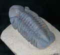Reedops Trilobite - Morocco #14017-2